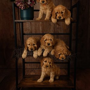 Six Cockapoo puppies resting on a dark wooden shelving unit